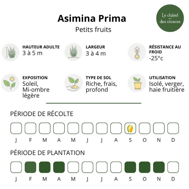 Asimina triloba Prima