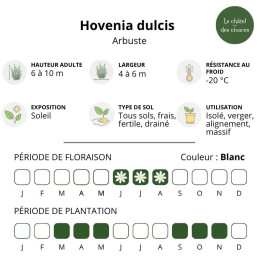 Hovenia dulcis - Raisinier de Chine