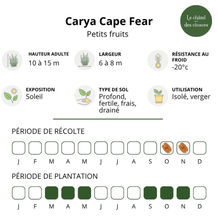 Carya illinoinensis Cape Fear