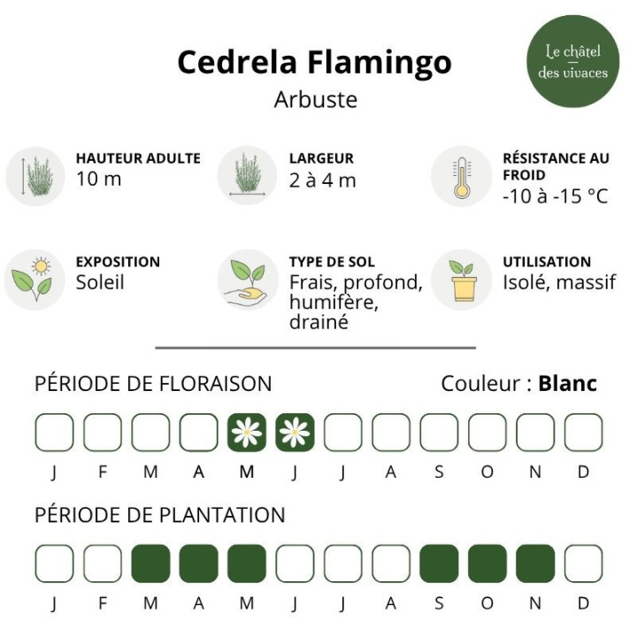 Cedrela sinensis Flamingo