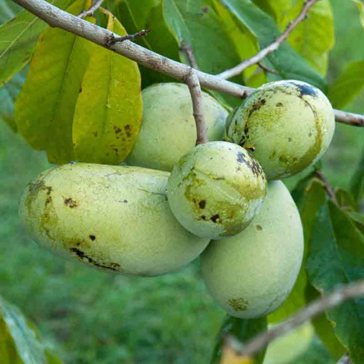 Asiminier Prima