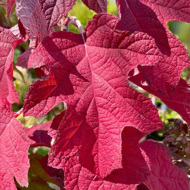 Hydrangea quercifolia Gatsby Girl