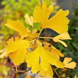 Ginkgo biloba