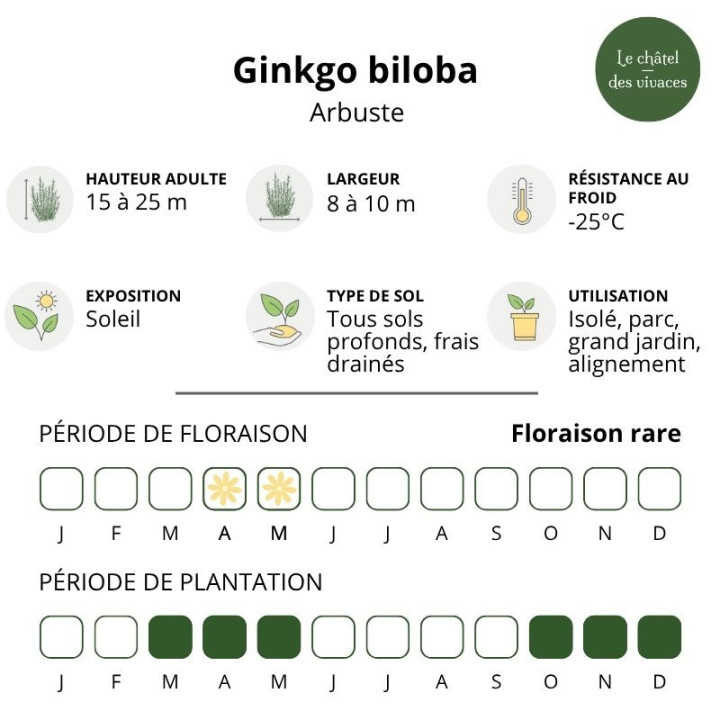 Ginkgo biloba