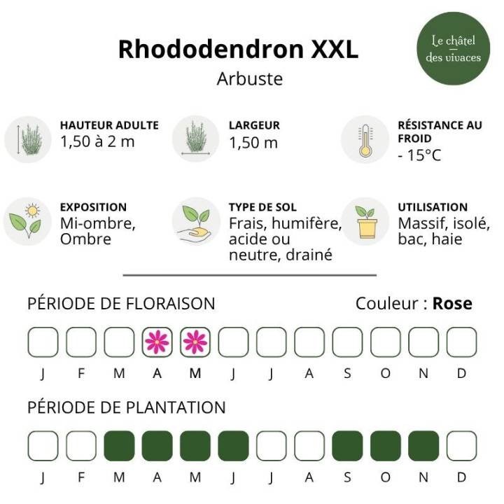Rhododendron XXL