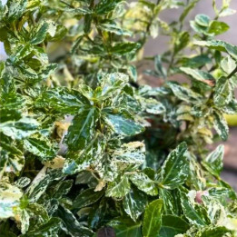 Euonymus fortunei Harlequin