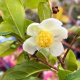 Camellia sinensis Theojardin