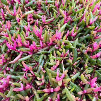 Feuillage du Delosperma Desert Dancers Red Feuillage du Delosperma Desert Dancers Red