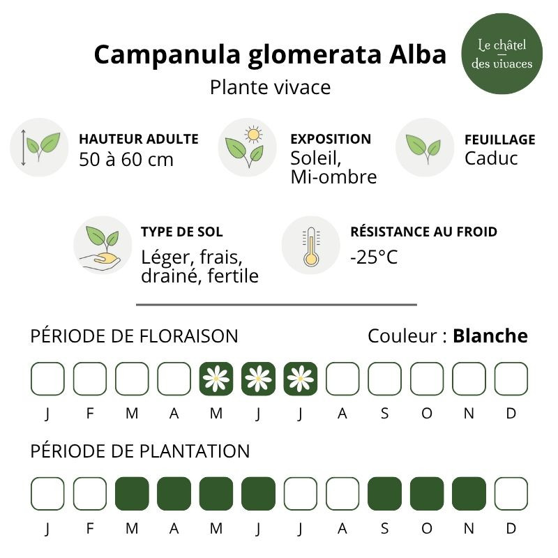 Campanula glomerata Alba Campanula glomerata Alba