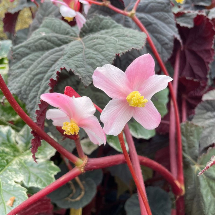 Begonia Dark Side of the Moon