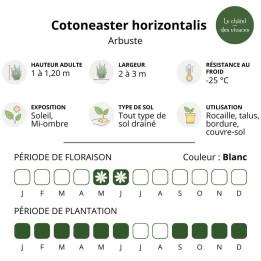 Cotoneaster horizontalis