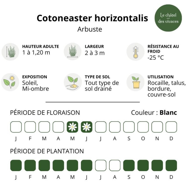 Cotoneaster horizontalis
