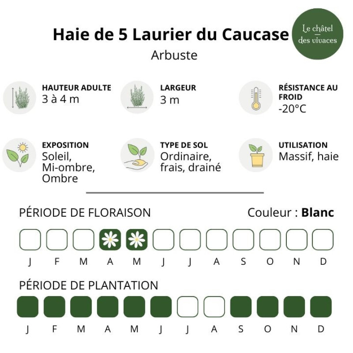 Haie de 5 Laurier du caucase