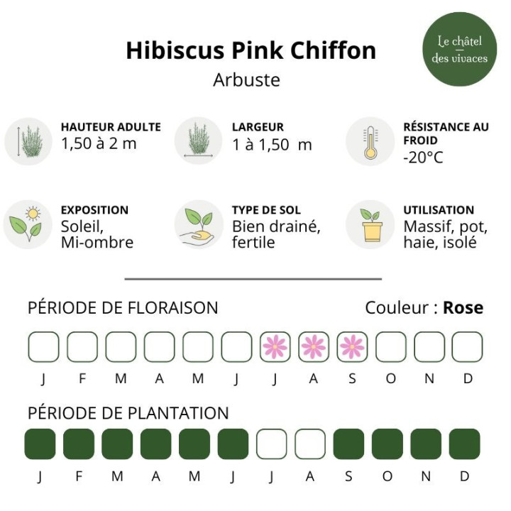Hibiscus syriacus Pink Chiffon