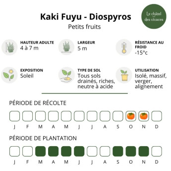 Kaki Fuyu - Diospyros