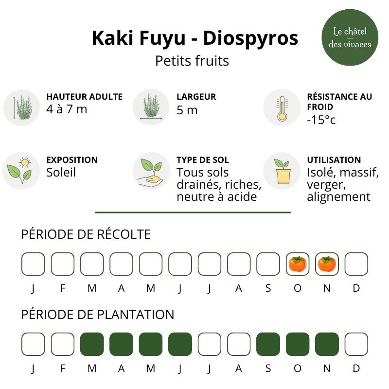Kaki Fuyu - Diospyros Kaki Fuyu - Diospyros