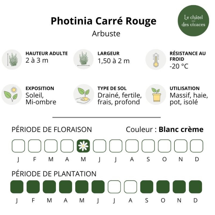 Photinia fraseri Carré Rouge