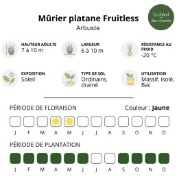 Morus platanifolia Fruitless