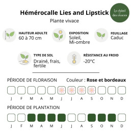 Hémérocalle Lies and Lipstick