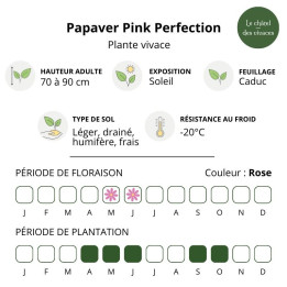 Papaver orientale Pink Perfection