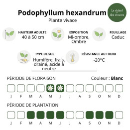 Podophyllum hexandrum