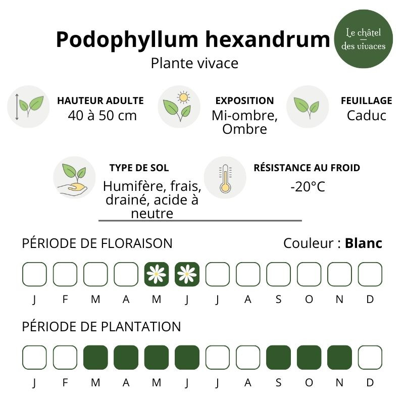 Podophyllum hexandrum Podophyllum hexandrum