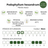 Podophyllum hexandrum
