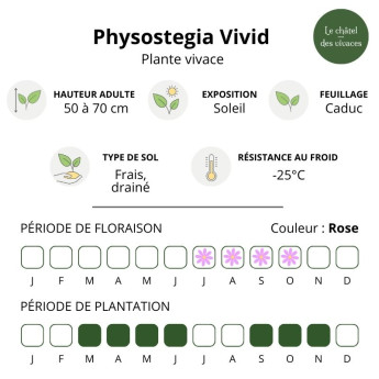 Physostegia Vivid