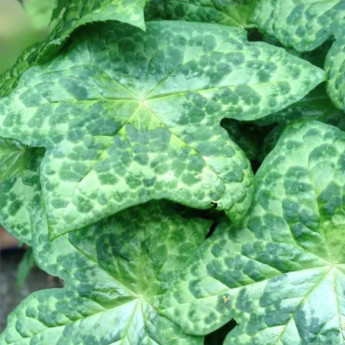 Podophyllum Spotty Dotty Podophyllum Spotty Dotty