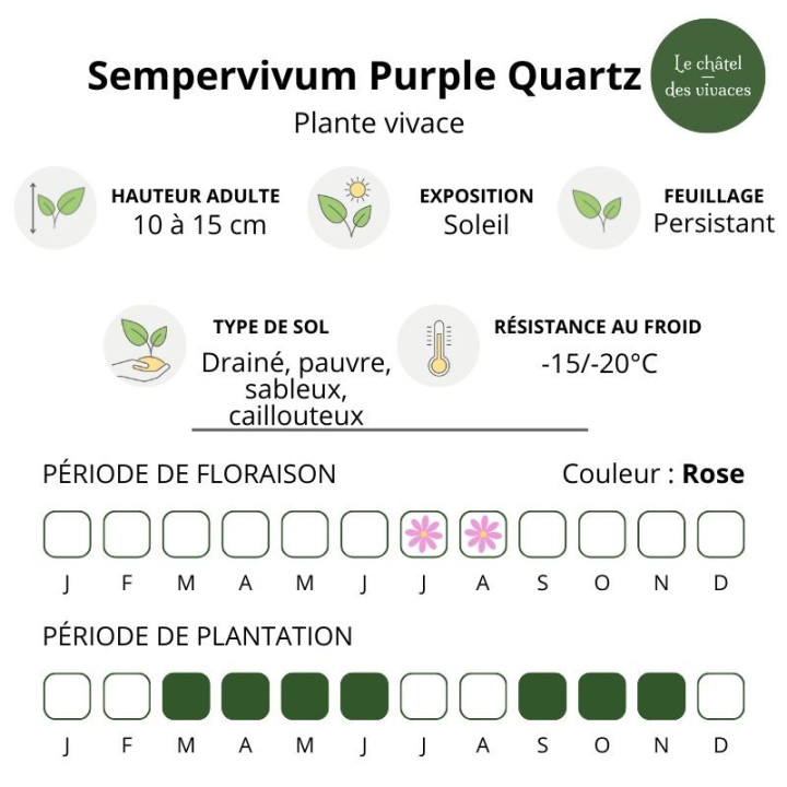 Sempervivum BigSam Purple Quartz