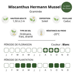 Miscanthus sinensis Hermann Mussel