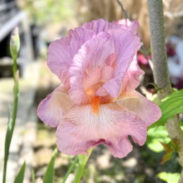 Iris germanica Paradise Pink