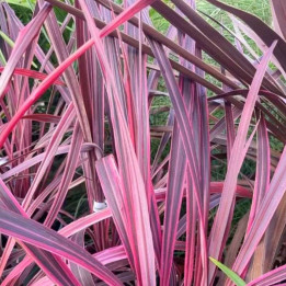Cordyline australis Pink Passion
