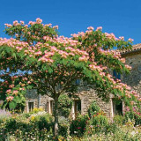 Albizia julibrissin Ombrella | Arbre à soie | Le chatel des vivaces
