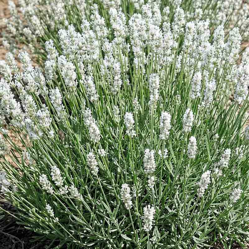 Lavandula angustifolia Artic Snow