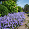 Campanula muralis