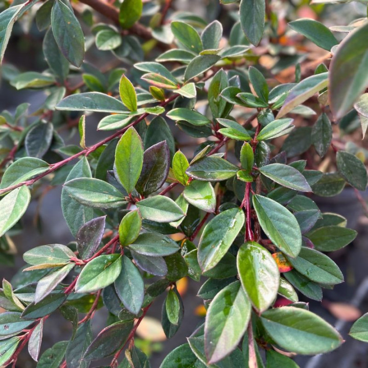 Cotoneaster lacteus