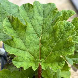 Gunnera manicata