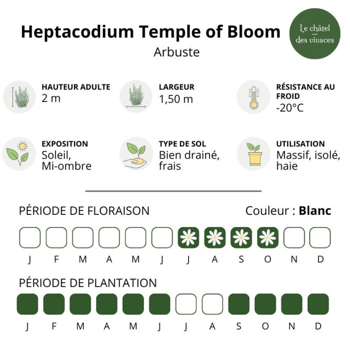 Heptacodium miconioides Temple of Bloom