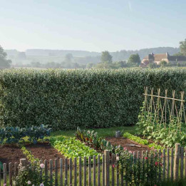 haie taillée d'elaeagnus ebbingei dans le potager