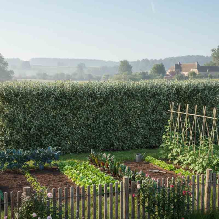 haie taillée d'elaeagnus ebbingei dans le potager
