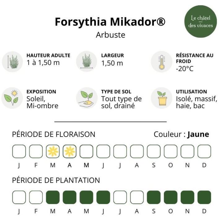 Forsythia x intermedia Mikador®