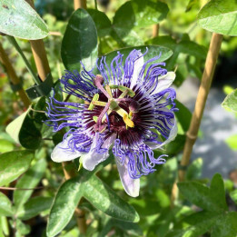 Passiflora caerulea Purple Haze