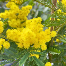 Mimosa