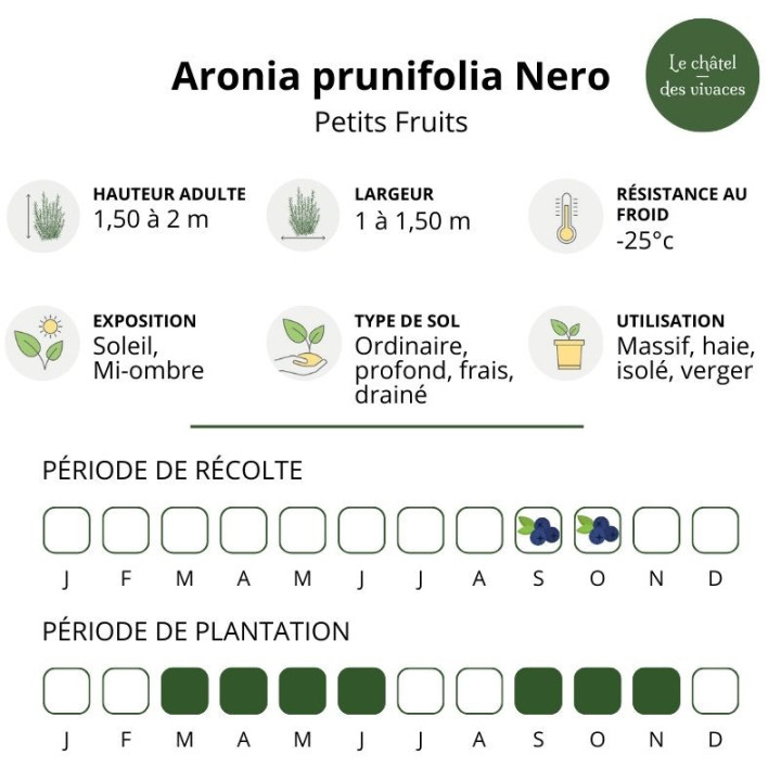 Aronia prunifolia Nero