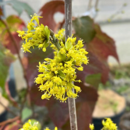 Cornus mas Jolico