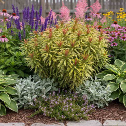 Euphorbe panachée Ascot Rainbow