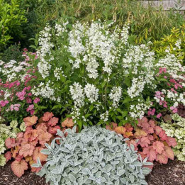 deutzia gracilis dans un massif en compagnie d'heucheres