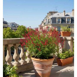 Sauge Royal Bumble en pot sur une terrasse parisienne