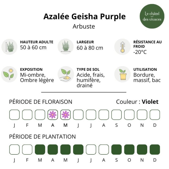 Azalée japonaise Geisha Purple